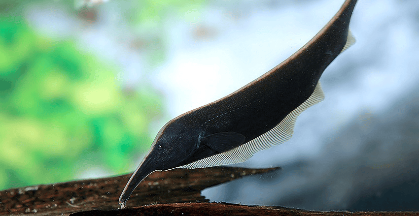 Sternarchorhynchus mendesi