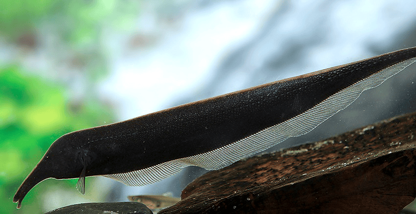 Sternarchorhynchus mendesi