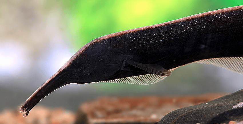 Sternarchorhynchus mendesi