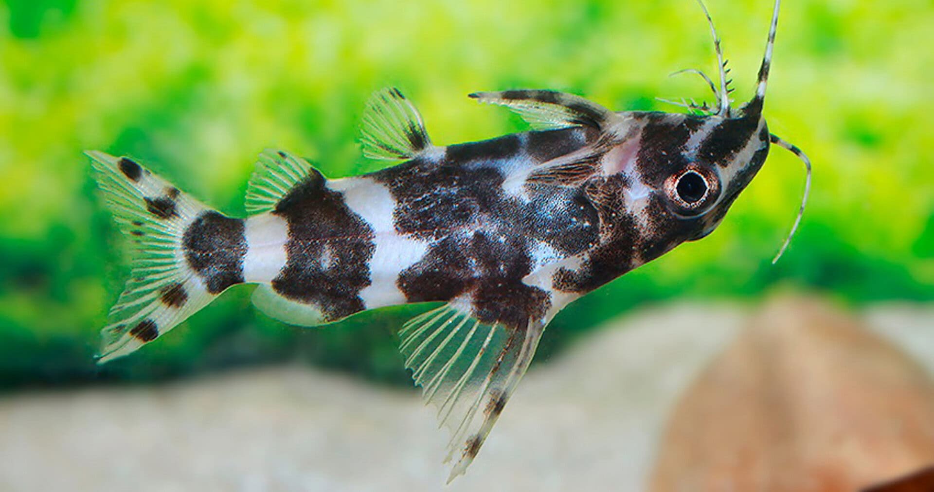 Synodontis sp. aff. nigriventris ZEBRA