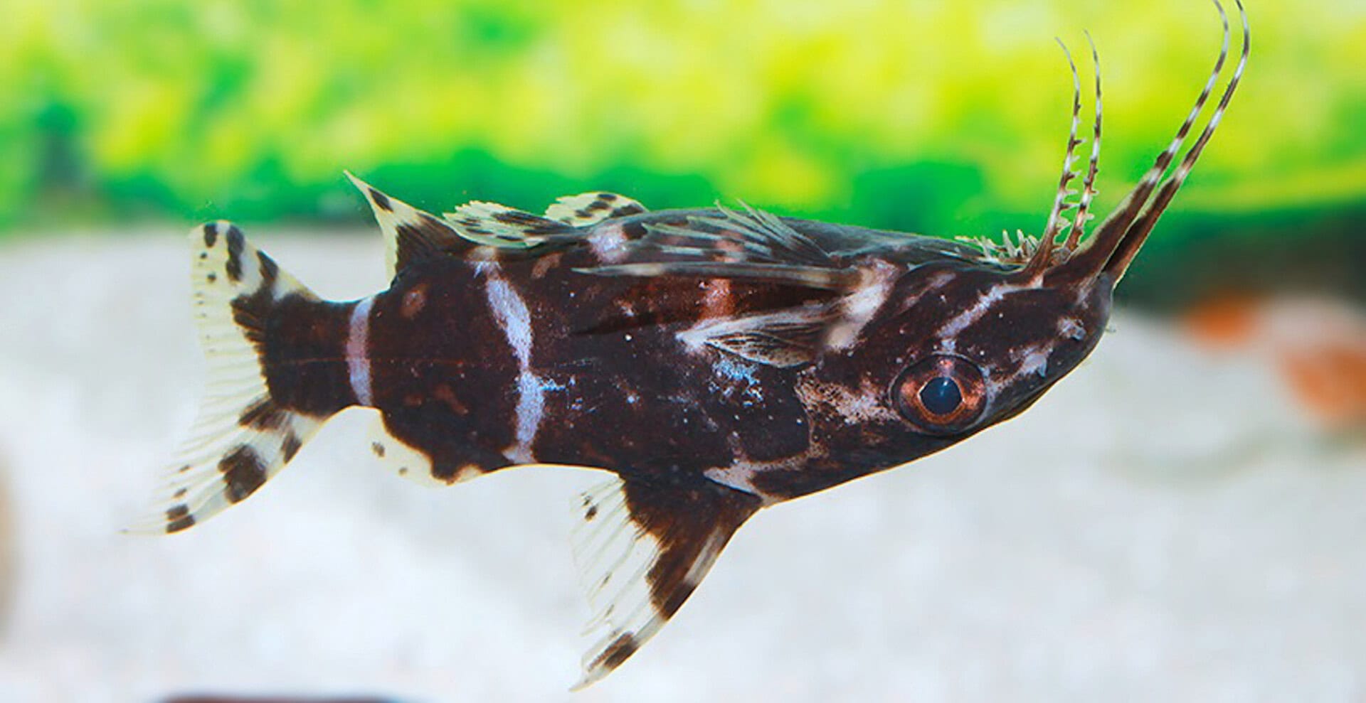 Synodontis sp. aff. nigriventris ZEBRA