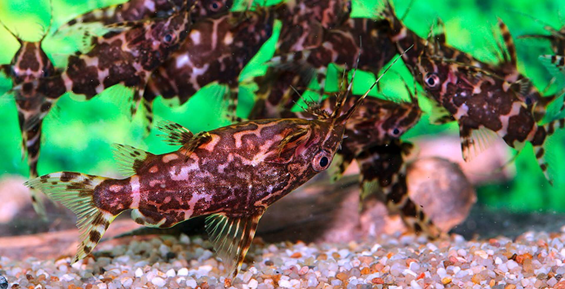 Synodontis sp. aff. nigriventris ZEBRA