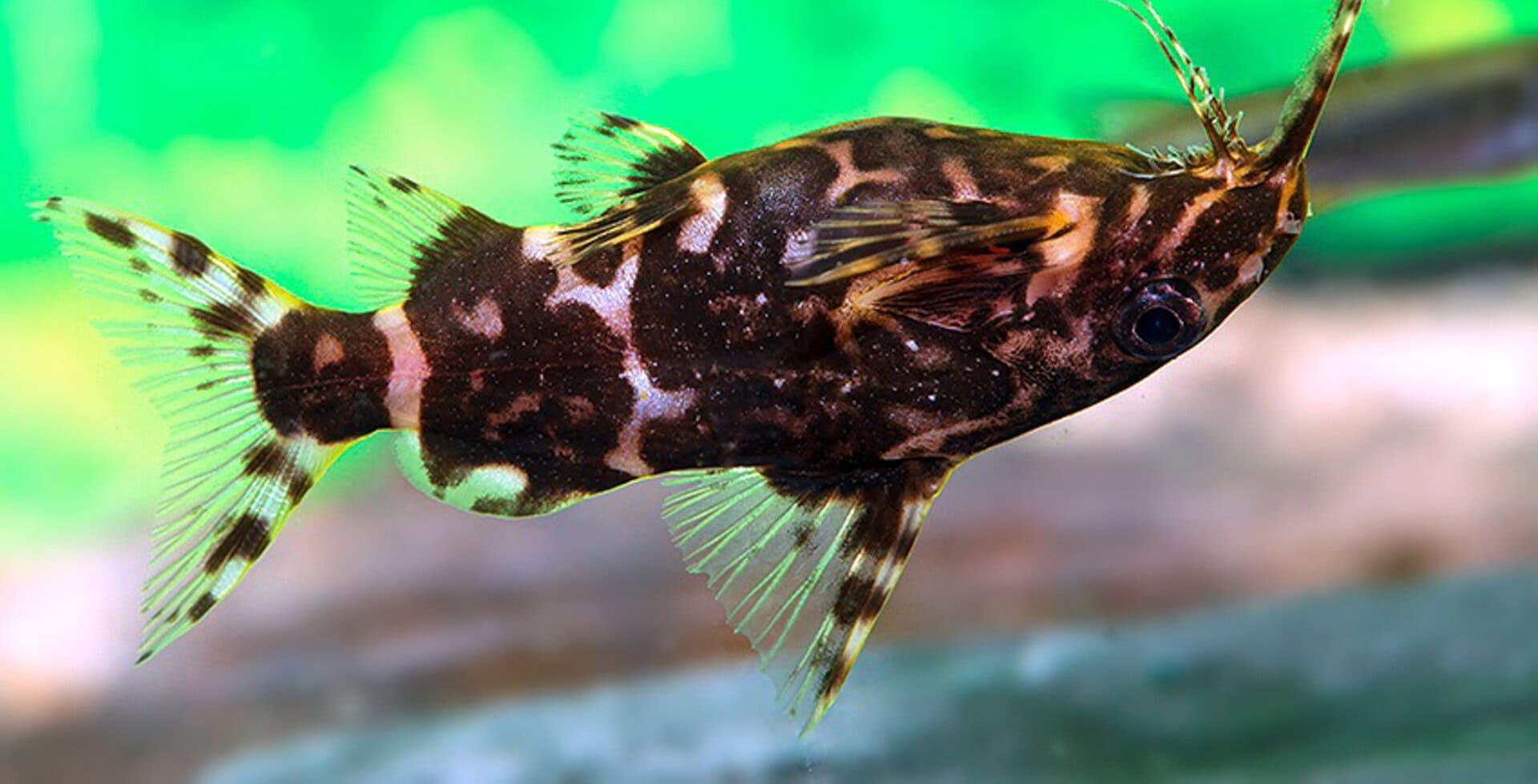 Synodontis sp. aff. nigriventris ZEBRA