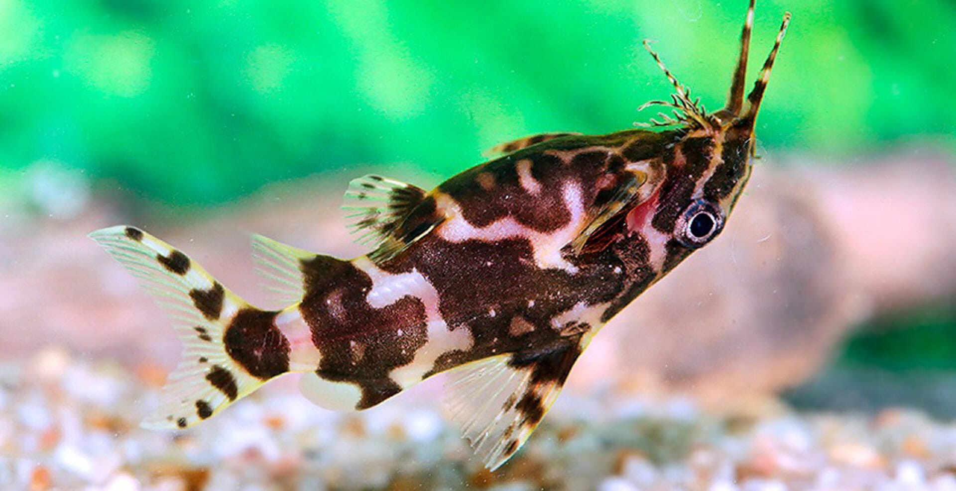 Synodontis sp. aff. nigriventris ZEBRA