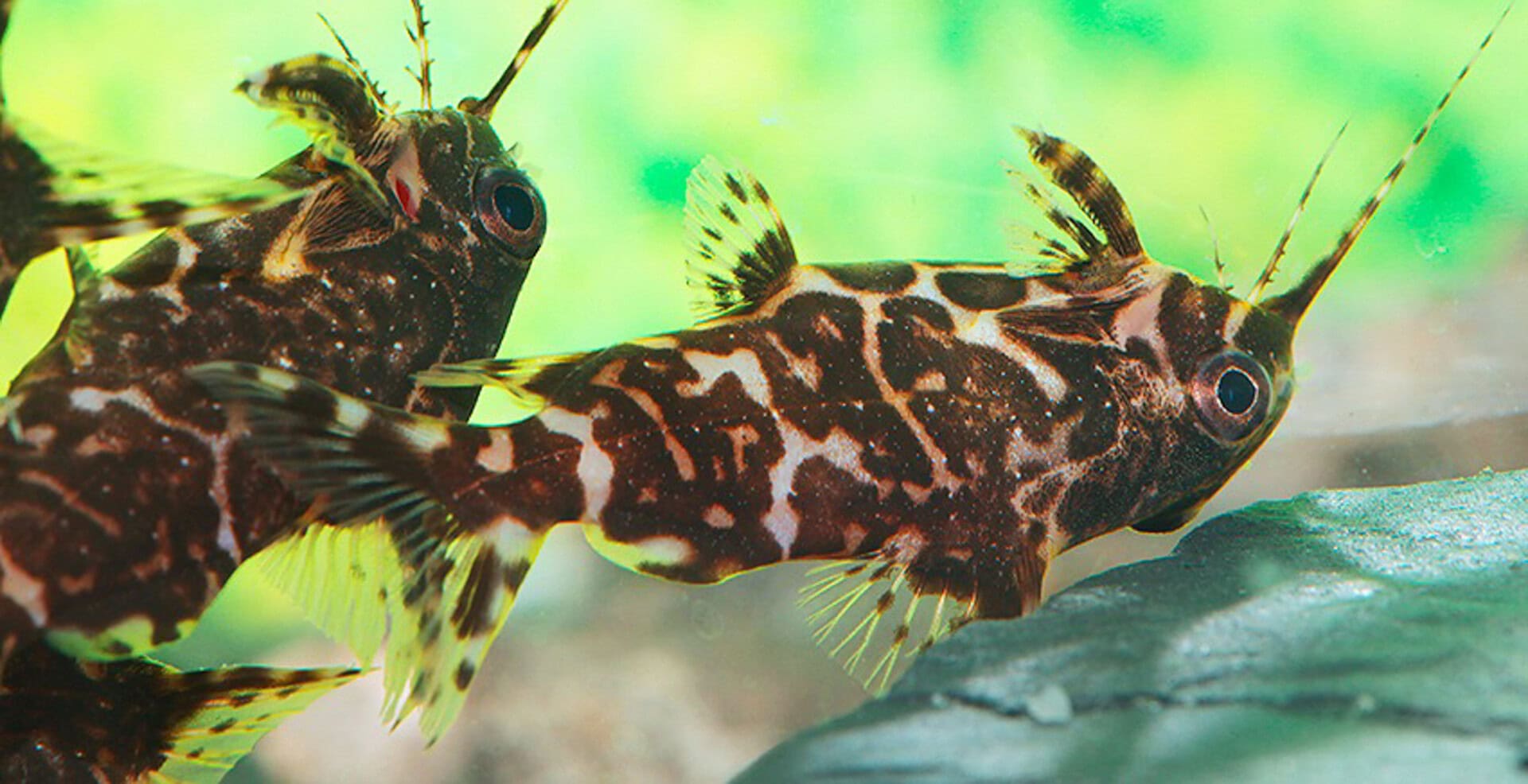 Synodontis sp. aff. nigriventris ZEBRA