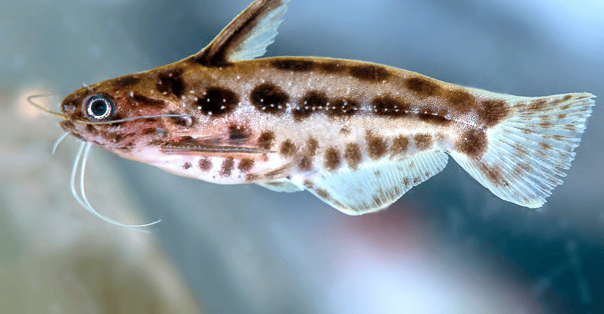 Trachelyichthys exilis