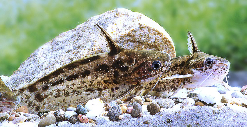 Trachelyichthys exilis