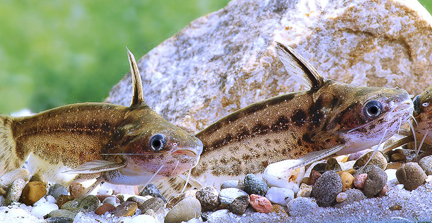 Trachelyichthys exilis