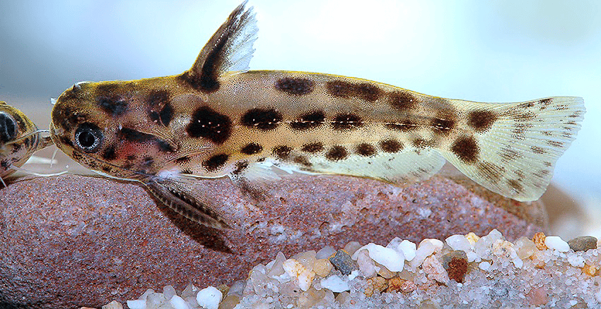 Trachelyichthys exilis