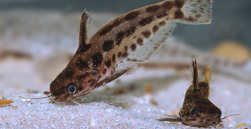 Trachelyichthys exilis