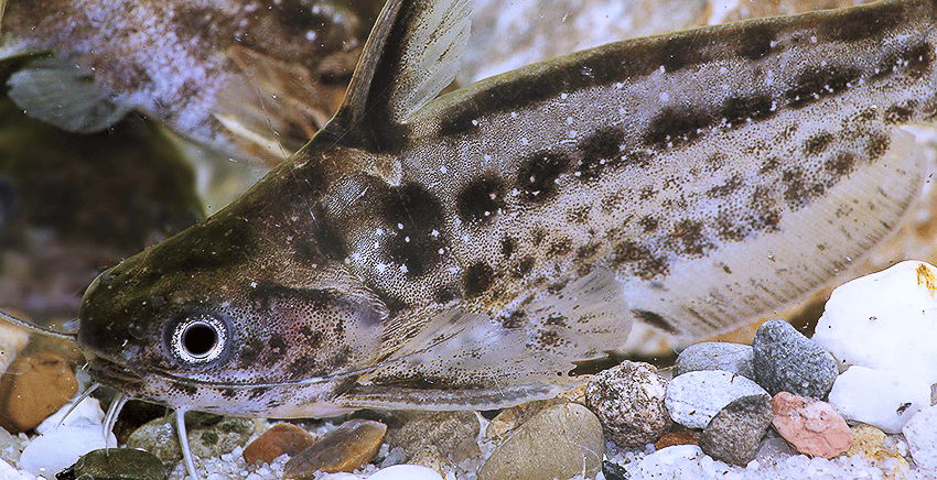 Trachelyichthys exilis