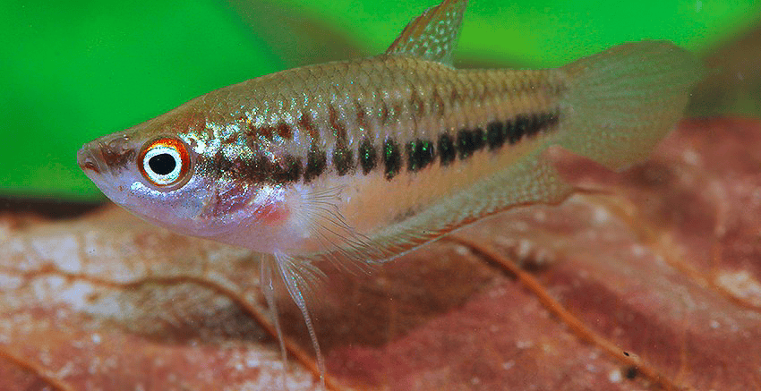 Trichopsis schalleri