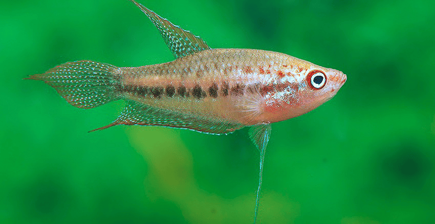 Trichopsis schalleri