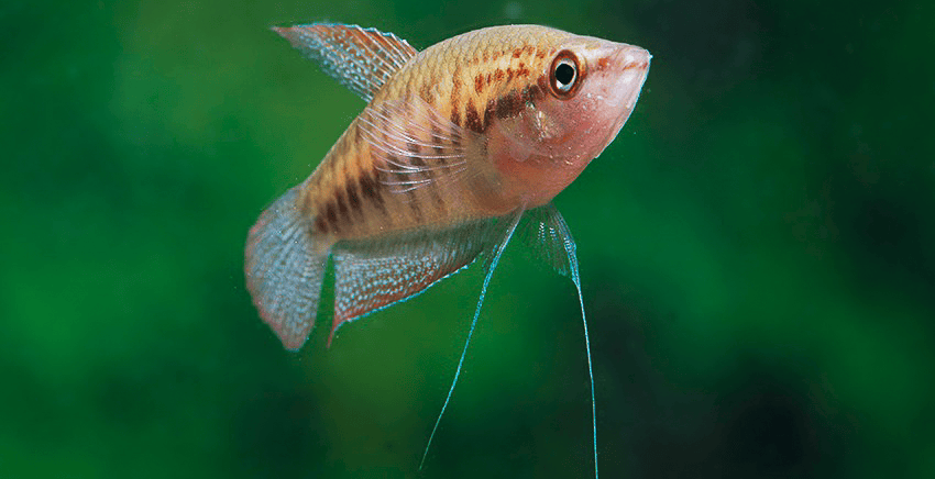 Trichopsis schalleri