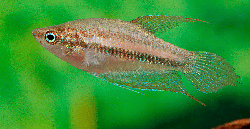 Trichopsis schalleri