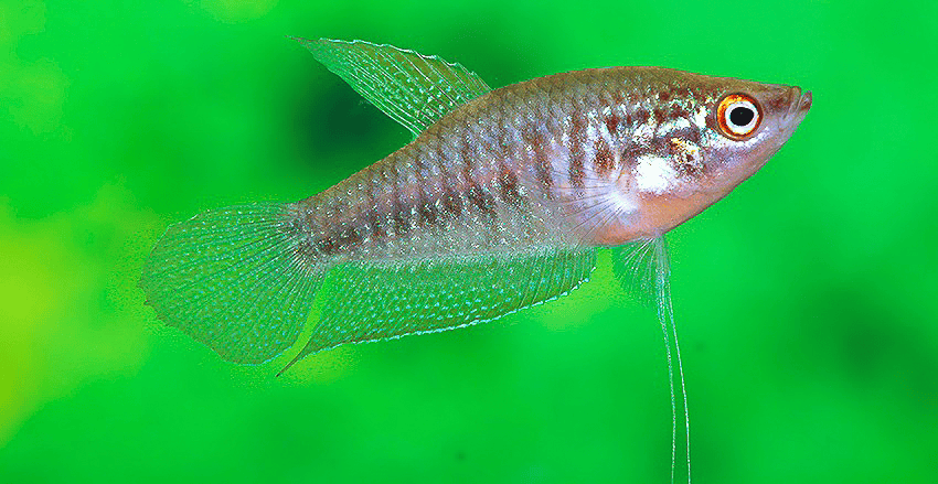 Trichopsis schalleri