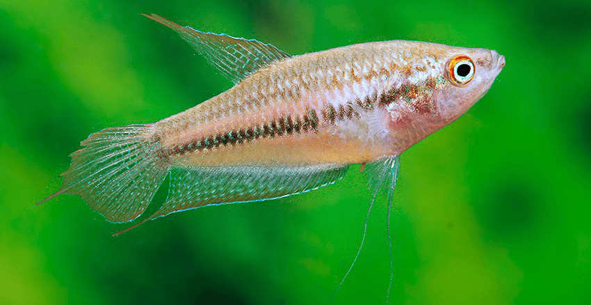 Trichopsis schalleri