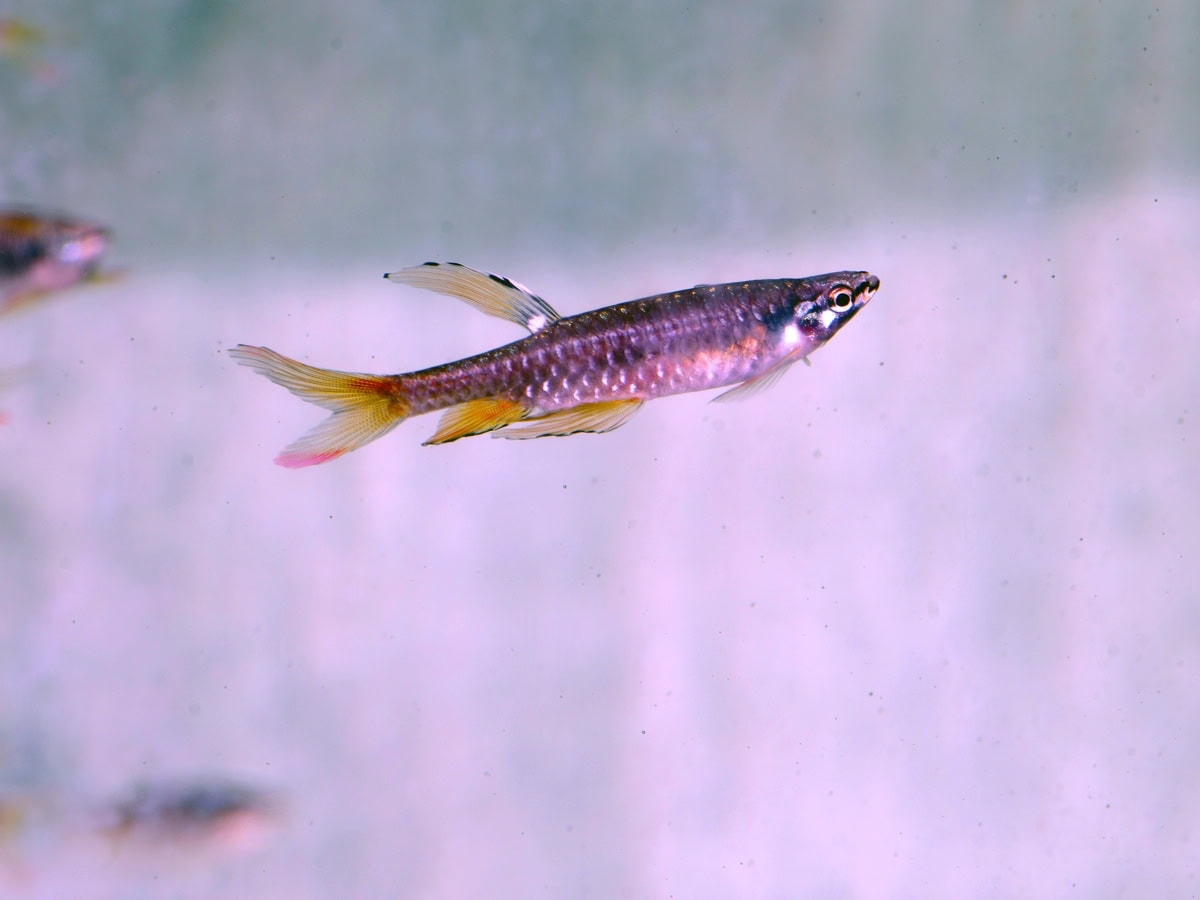 Copella arnoldi - Spritzsalmler, EUNZ