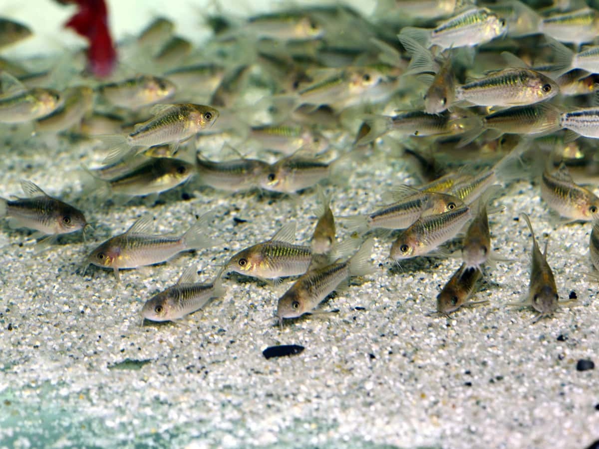 Corydoras elegans - Schraffierter Panzerwels