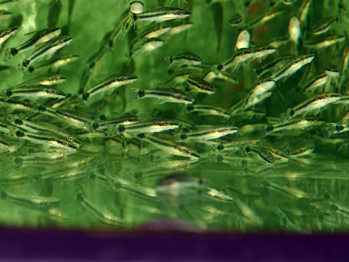 Otocinclus spp. "affinis" - Ohrgittersaugwels, WF-PER