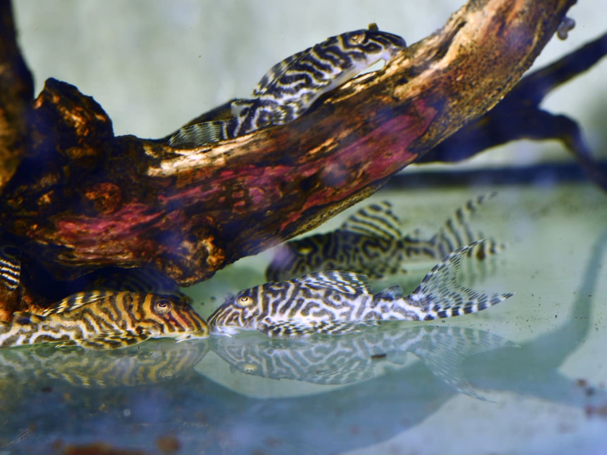 Hypancistrus seideli "L066" - L 066 King Tiger Pleco, WF