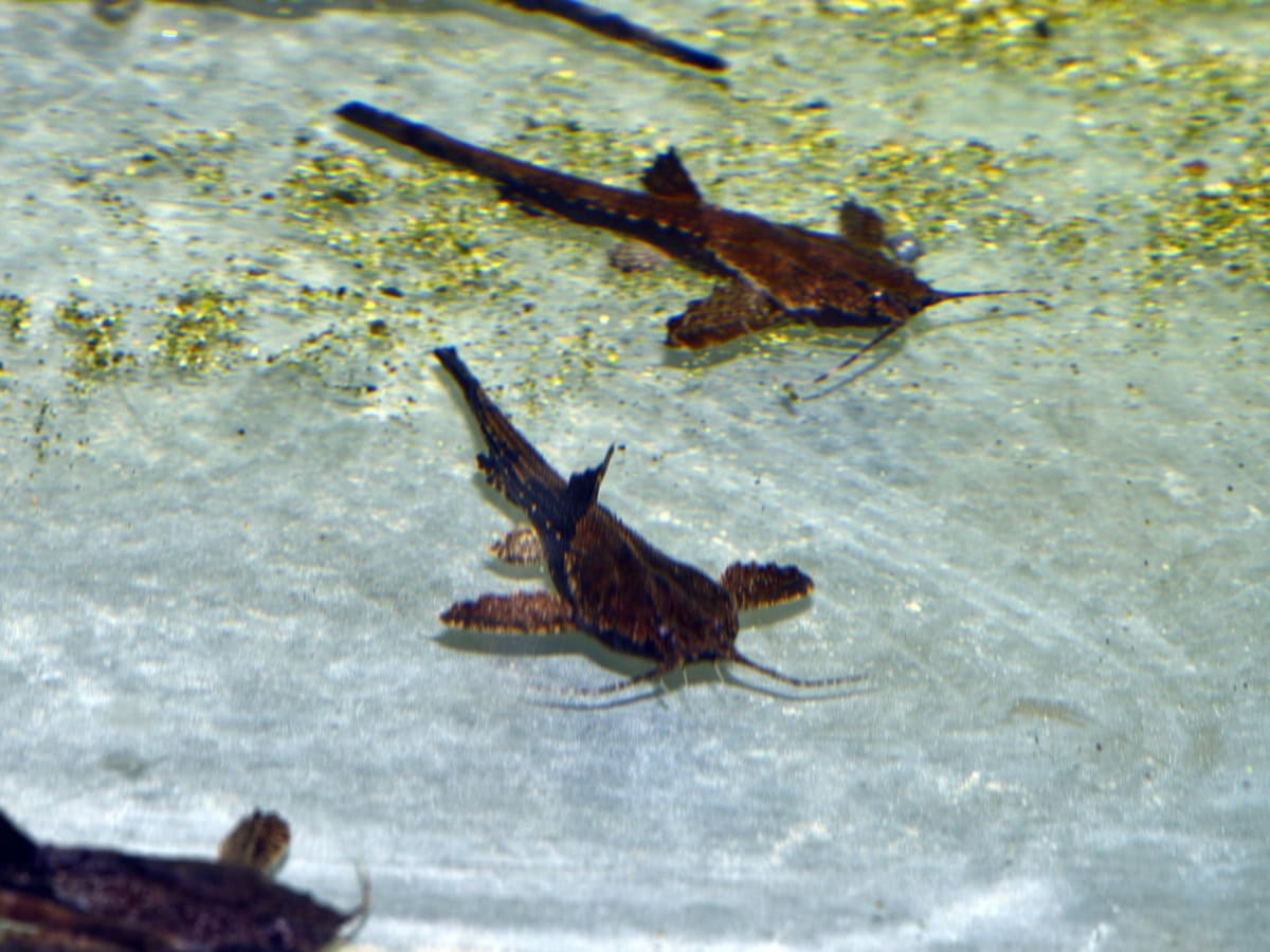 Bunocephalus coracoideus - Bratpfannenwels, WF