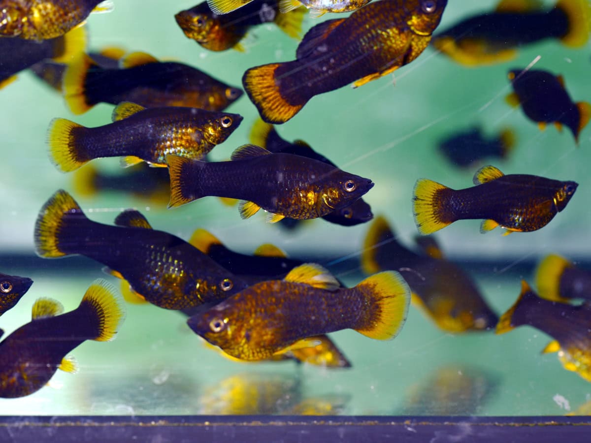 Poecilia sphenops "Schoko" - Schokomolly, DNZ