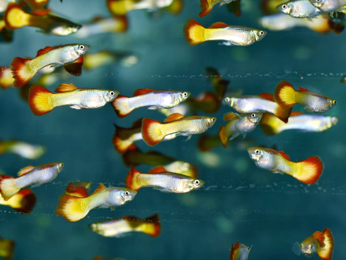 Poecilia reticulata "Flamme-BS" - Guppy-Mann-Flamme, BIO SEC