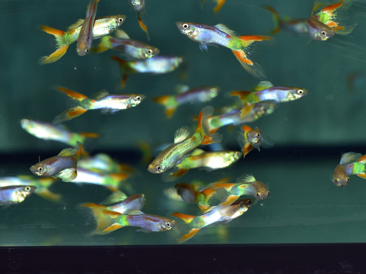 Poecilia reticulata "Calico Lyra" - Guppy-Mann-Calico-Lyra, NZ-LKA