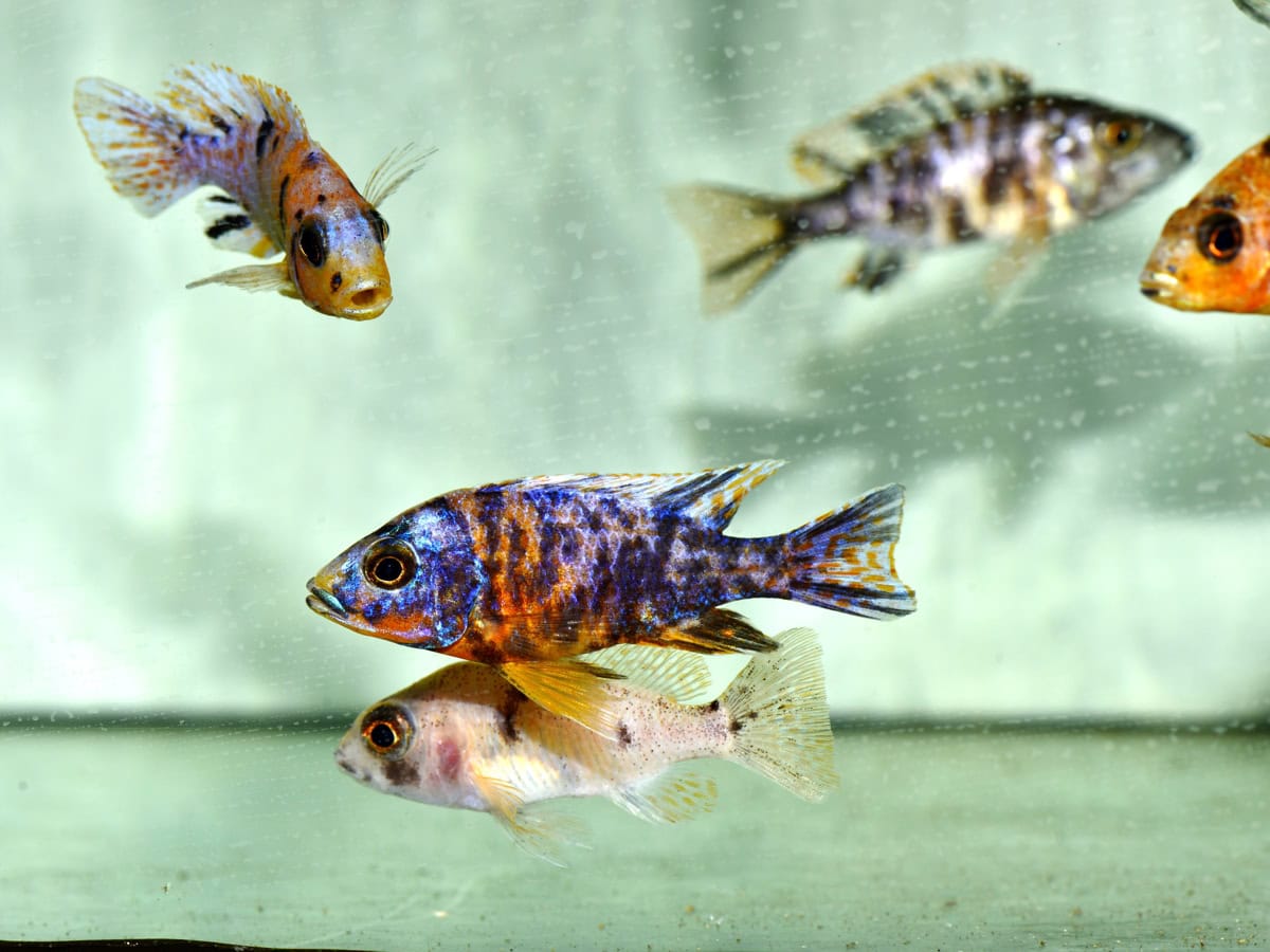 Aulonocara sp. "Marmelade Cat" (Show) - Aulonocara sp. "Marmelade Cat" (Show)