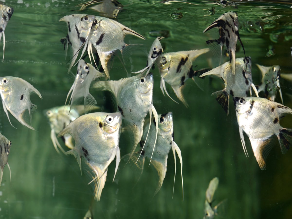 Pterophyllum scalare "Platin-Marmor" - Skalar-Platin-Marmor, BIO SEC