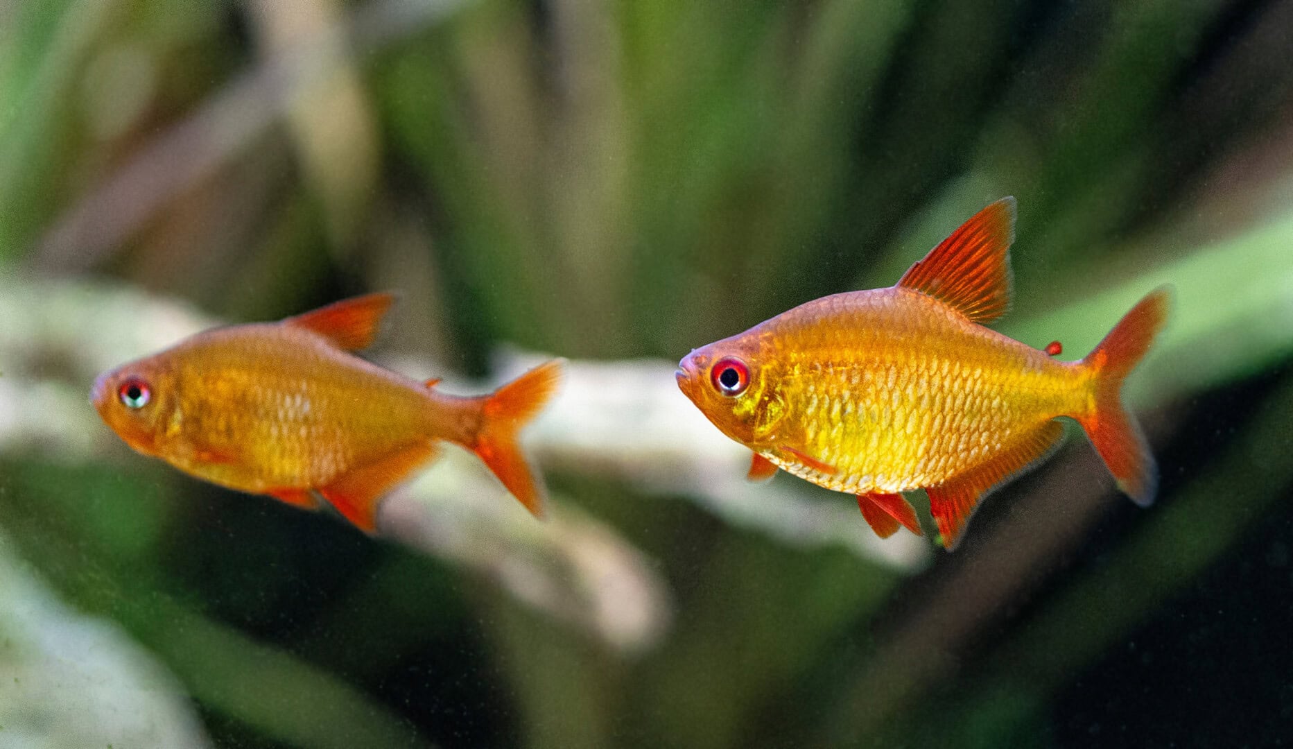 Die Nachzucht dieser Fische ist überraschend einfach. Foto: Christian Splettstößer