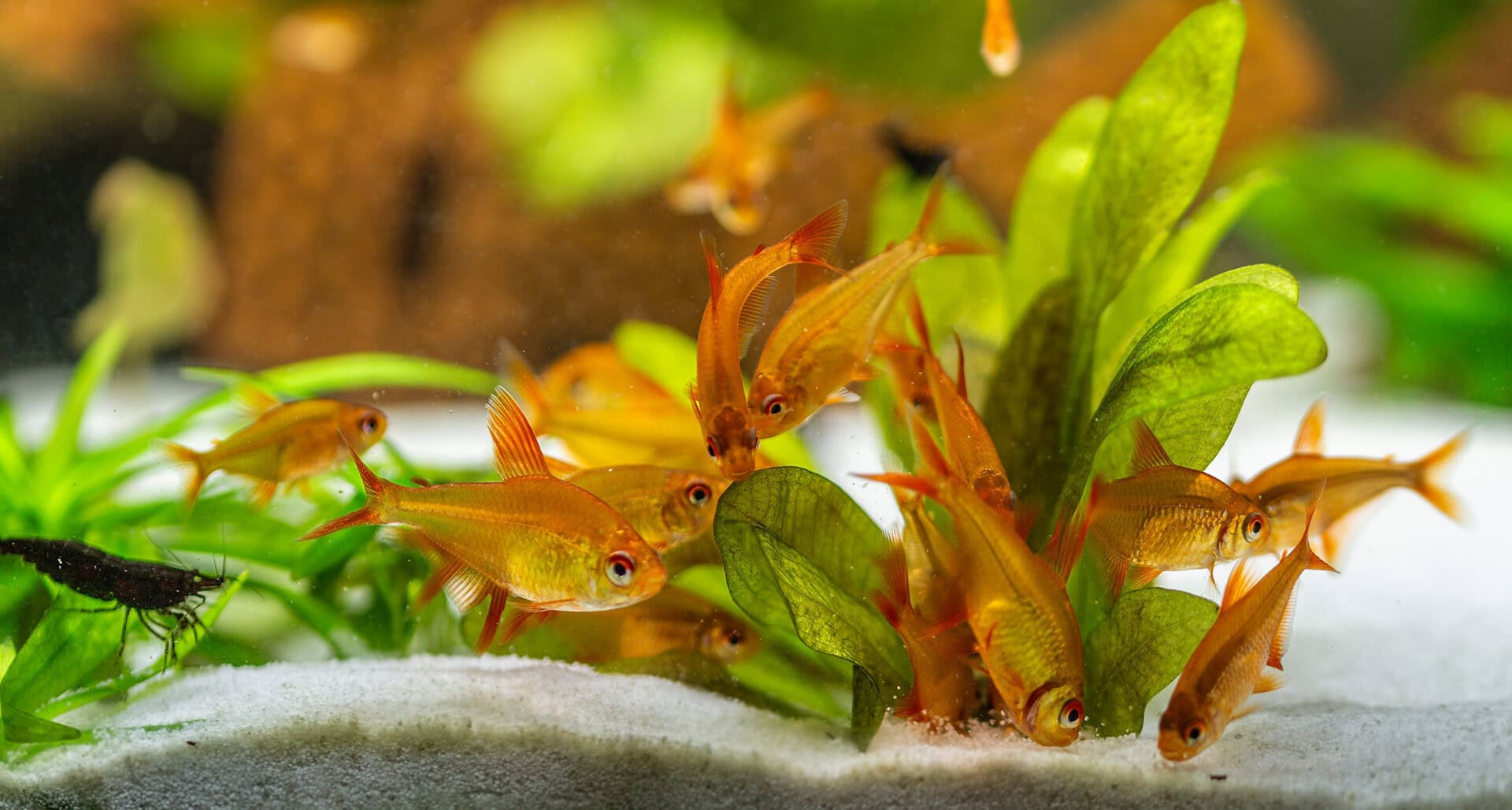 Muzel-Gruppe bei der Suche nach der Futtertablette. Foto: Christian Splettstößer