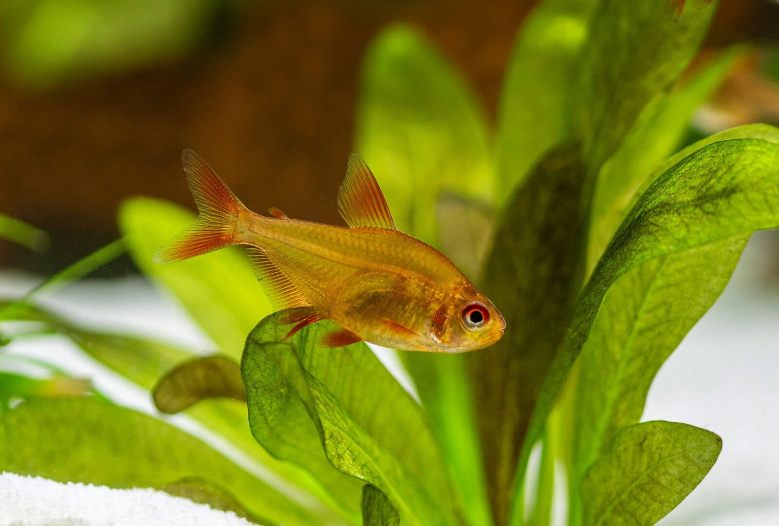 Mit vier bis fünf Monaten sehen die jungen „Red Muzel“ schon wie ihre Eltern aus. Foto: Christian Splettstößer