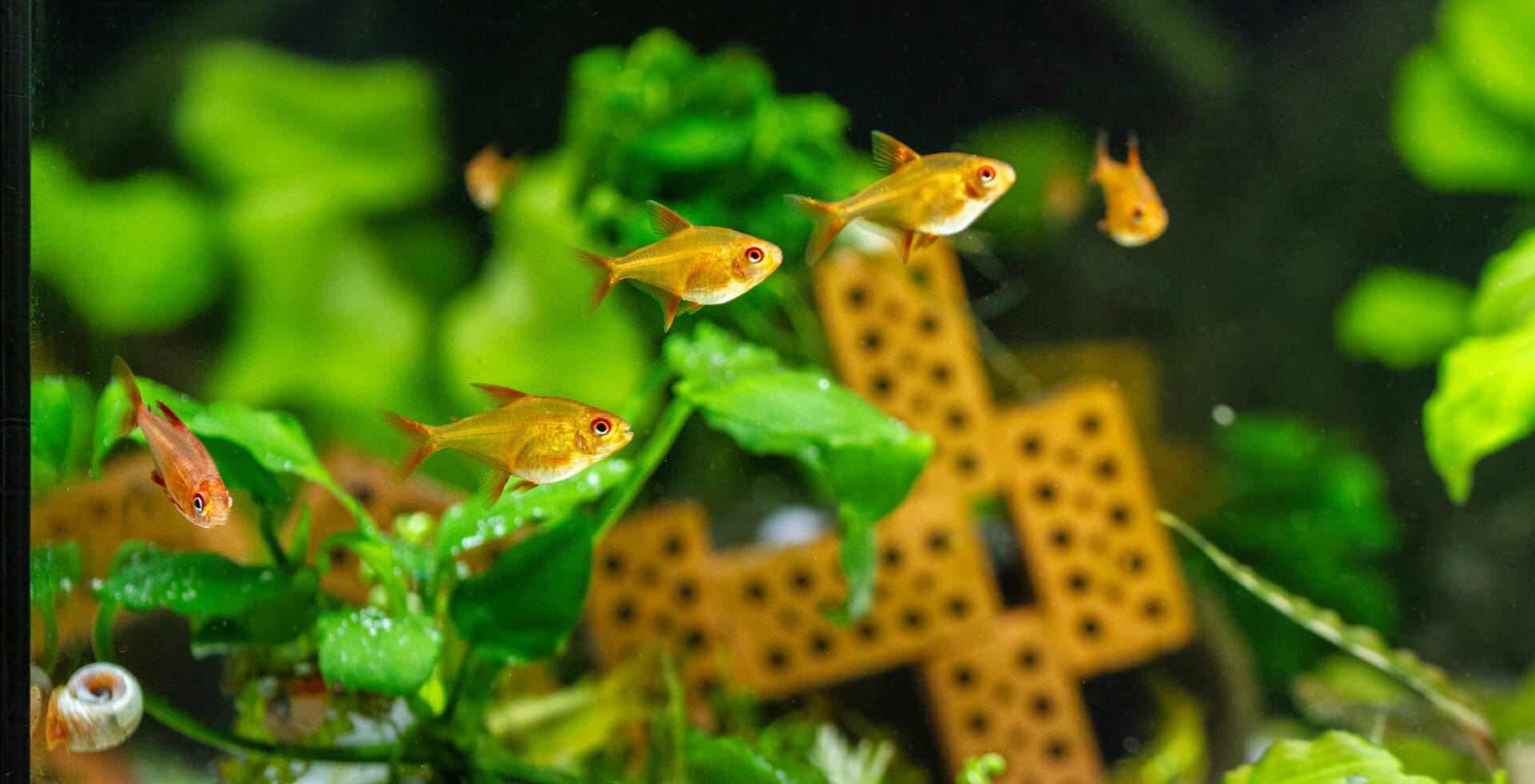 Im Gesellschaftsbecken fügen sich die Salmler schnell ein. Foto: Christian Splettstößer