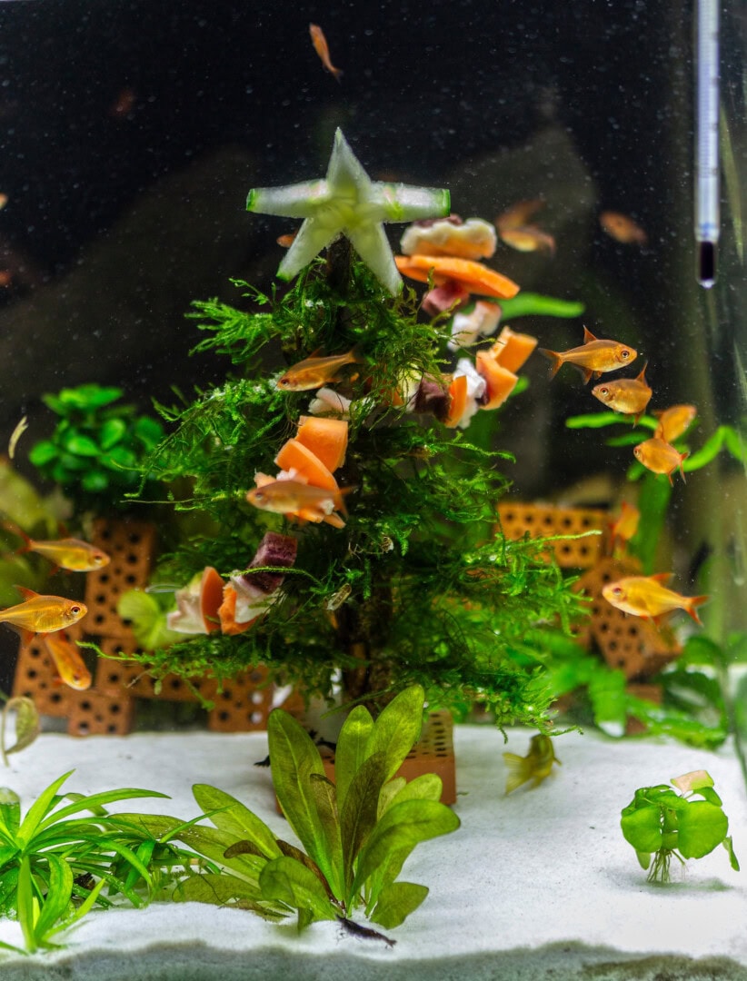 Weihnachten ist ja für Kinder besonders schön: Auch die jungen Muzel fanden die Tradition sehr interessant. Foto: Christian Splettstößer