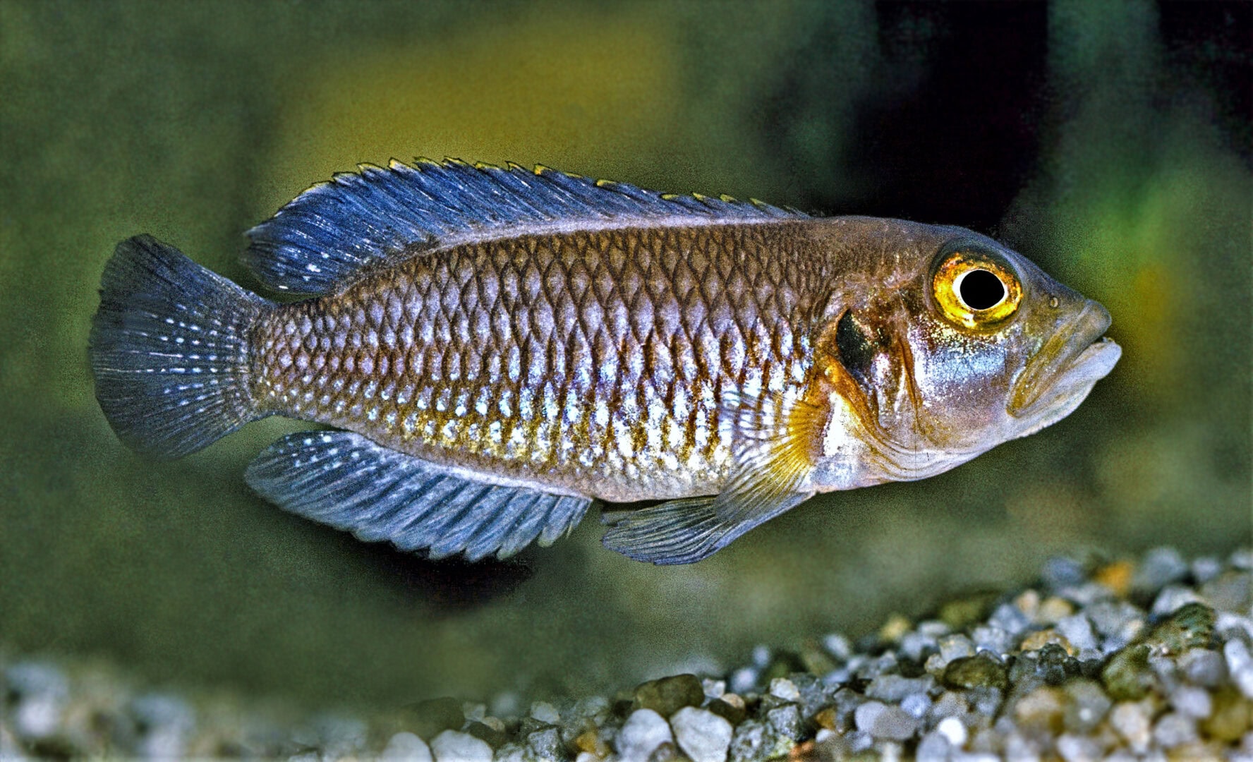 Neolamprologus ocellatus wurde bereits 1979 erstmals nach Deutschland für den Zoofachhandel verschickte. Foto: Dr. Wolfgang Staeck
