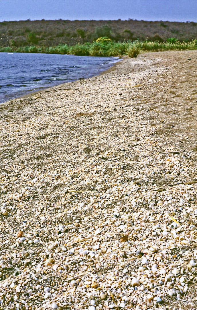 An Sandstränden finden sich gelegentlich großflächige Halden von leeren Schneckenhäusern. Foto: Dr. Wolfgang Staeck
