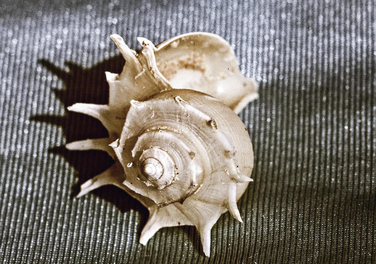 Auch die hübschen, an Meeresschnecken erinnernden Häuser von Tiphobia horei sind für die Schneckenbuntbarsche interessant, sind aber sehr selten. Foto: Dr. Wolfgang Staeck