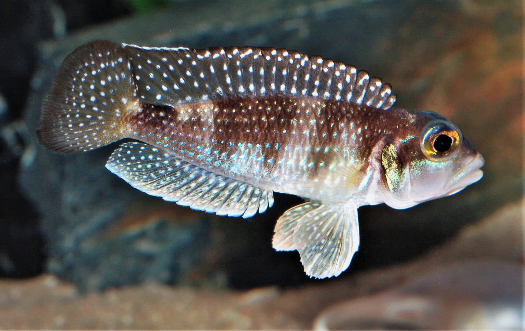Der Körper von Schneckencichliden (hier N. stappersi) ist oft gestaucht und durch eine Verringerung der Wirbelkörper verkürzt. Foto: Dr. Wolfgang Staeck