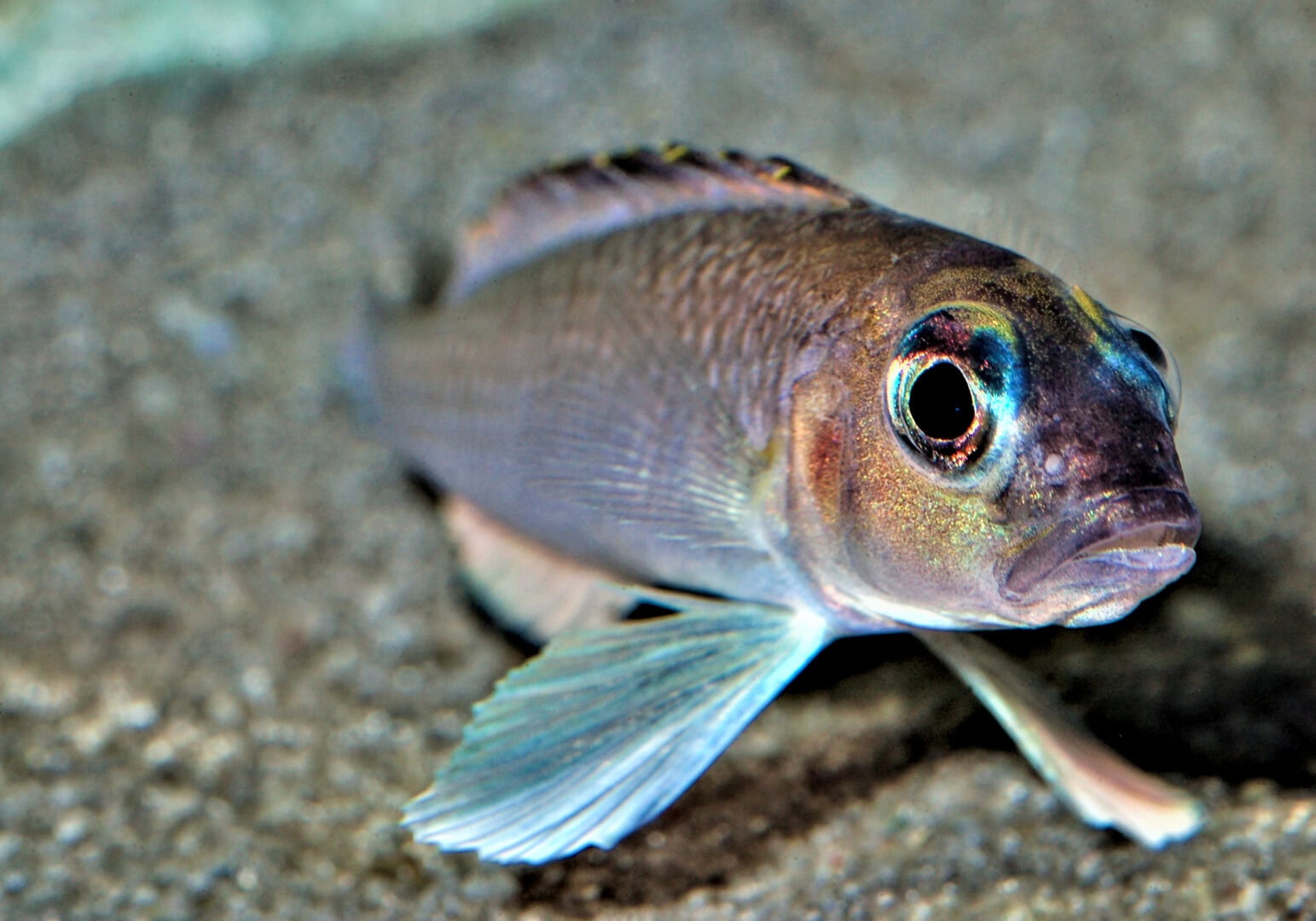 Die verkürzten Bauchflossenstrahlen dienen zum Abstützen in der Ruhestellung (N. kungweensis). Foto: Dr. Wolfgang Staeck
