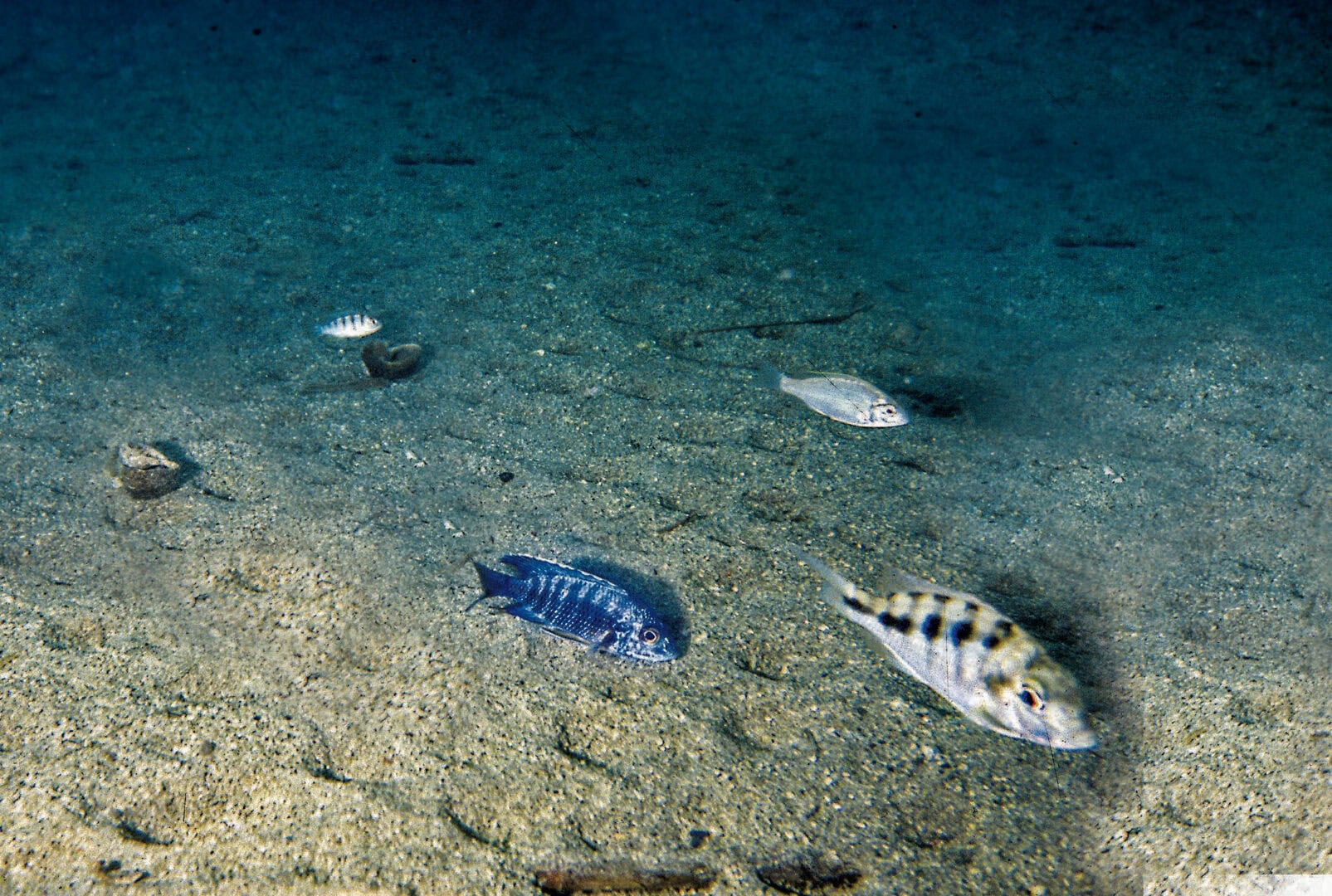 Maylandia lanisticola (hinten) ist bedeutend kleiner als die anderen Buntbarsche. Foto: Dr. Wolfgang Staeck