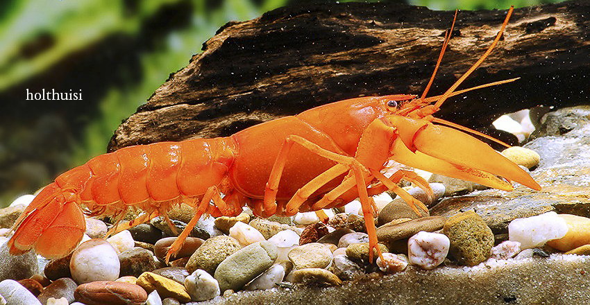 Cherax holthuisi