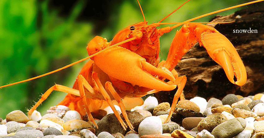 Cherax snowden „Irianto Red“