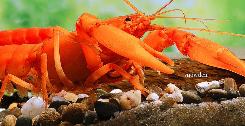 Cherax snowden „Irianto Red“