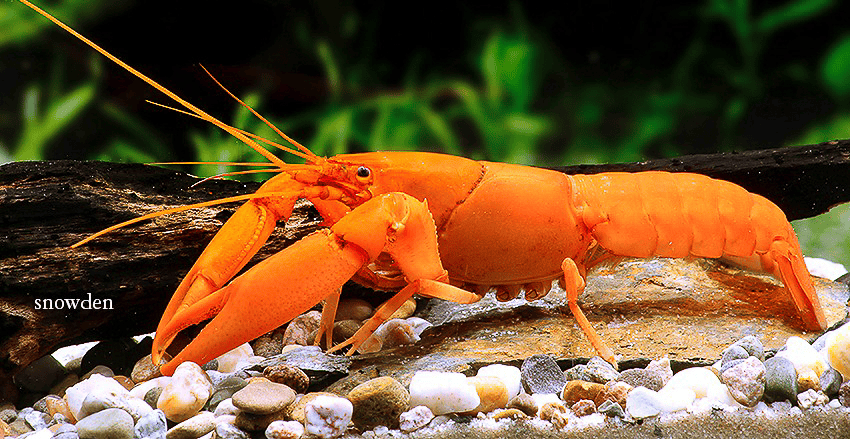 Cherax snowden „Irianto Red“
