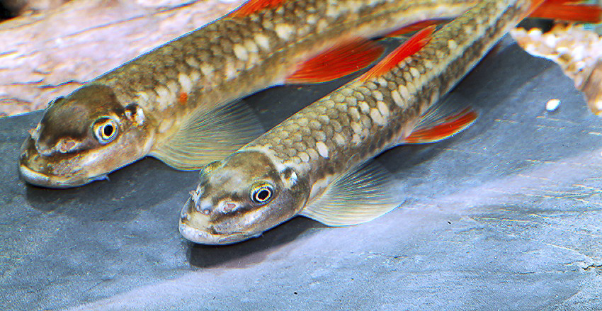 Garra qiaojiensis