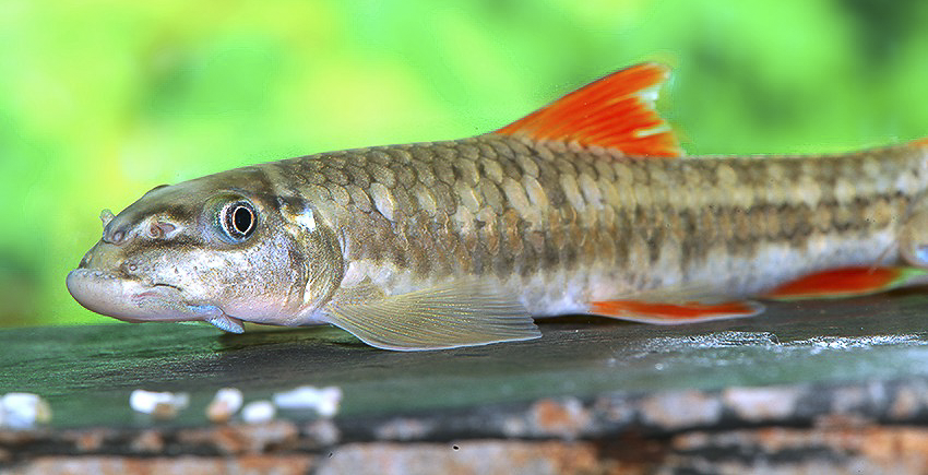 Garra qiaojiensis