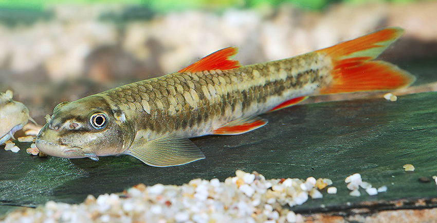 Garra qiaojiensis