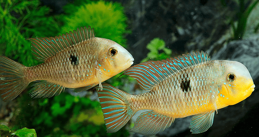 Gymnogeophagus labiatus